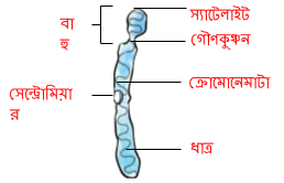 বংশগতি