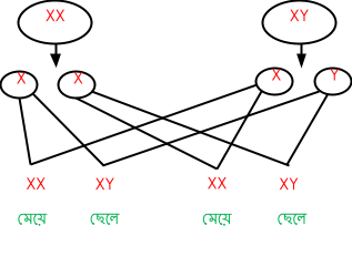 বংশগতি